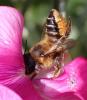 Megachile willughbiella